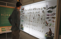 TuboHotel-Museo Paleontologico